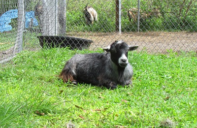 goat lying in grass